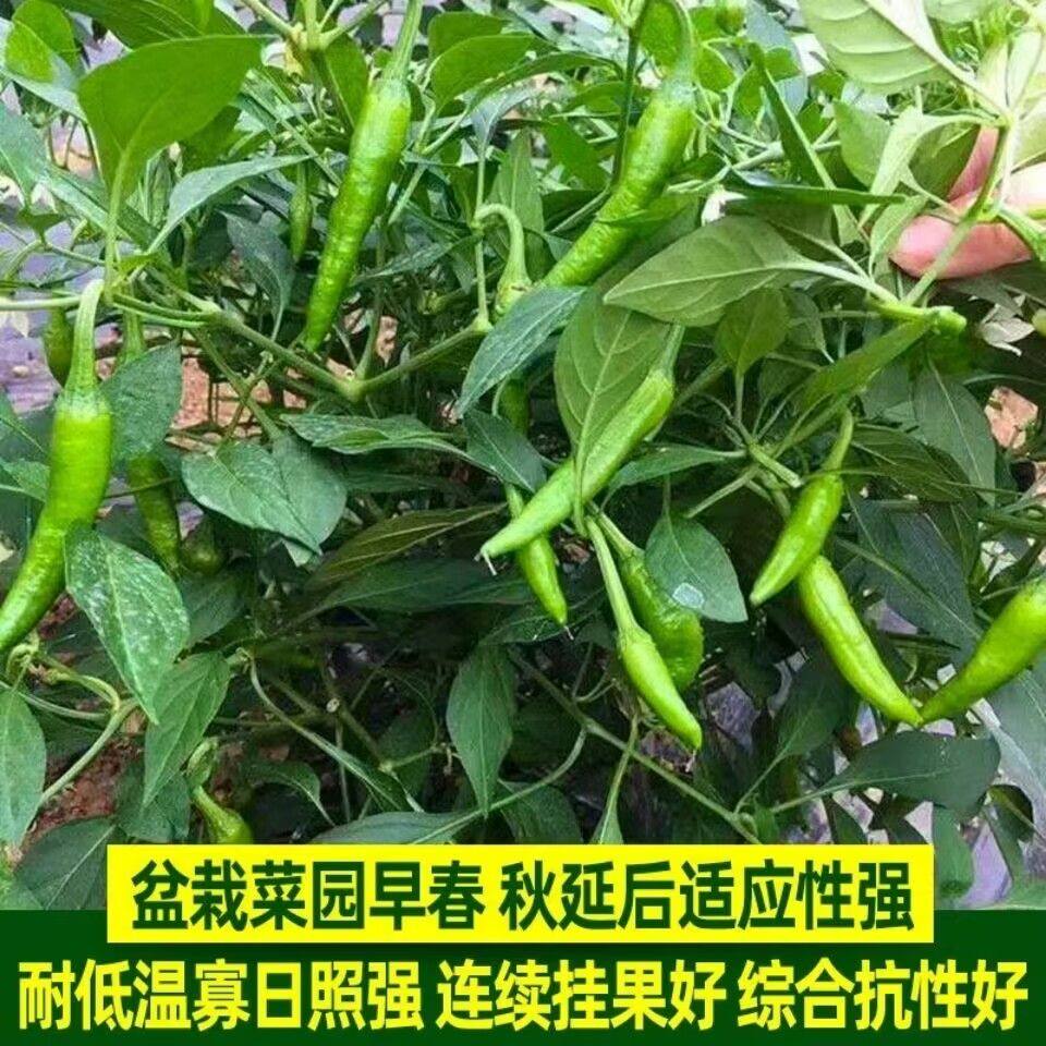 正宗樟树港辣椒苗如何栽培？春季和夏季有什么区别？-种苗-淘宝百科网