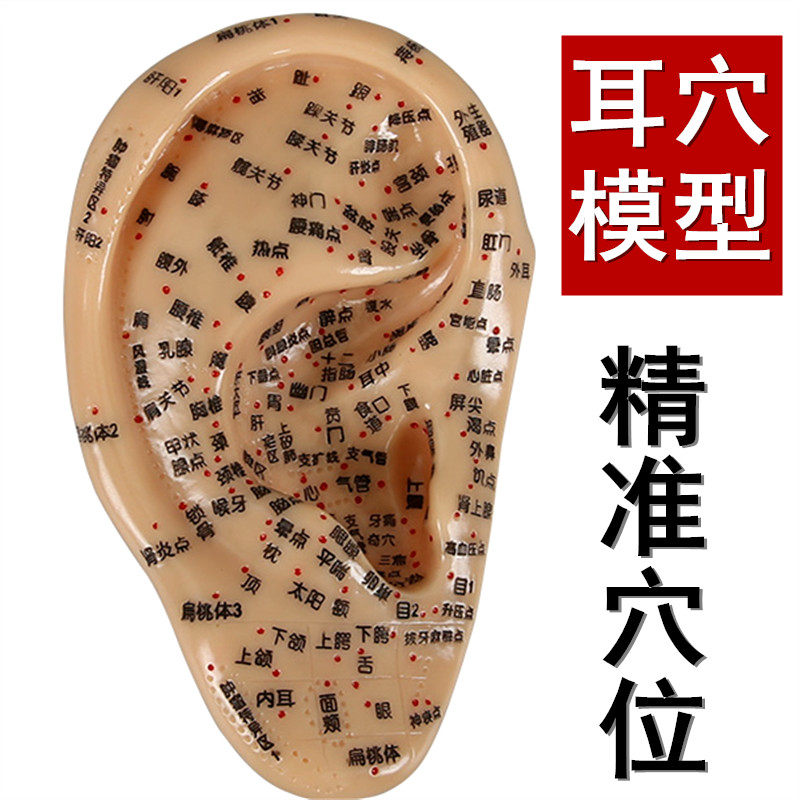 Clear lettering ear model ear acupoint model massage acupuncture teaching acupuncture point ear acupoint human body reflection area ear model
