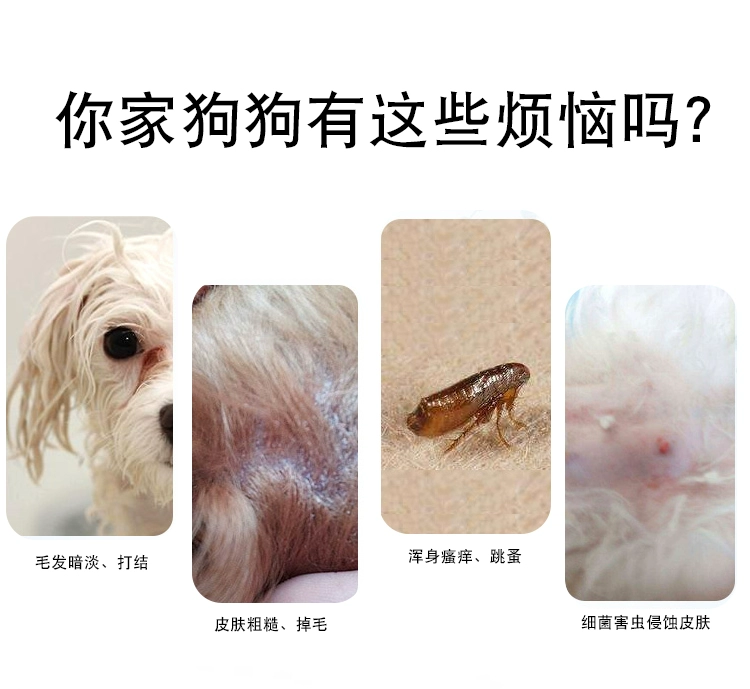 Hoa Kỳ Double k pet dầu gội dk vòi hoa sen gel tắm cấp độ phù hợp mèo mèo con chó con phổ quát hương liệu - Cat / Dog Beauty & Cleaning Supplies