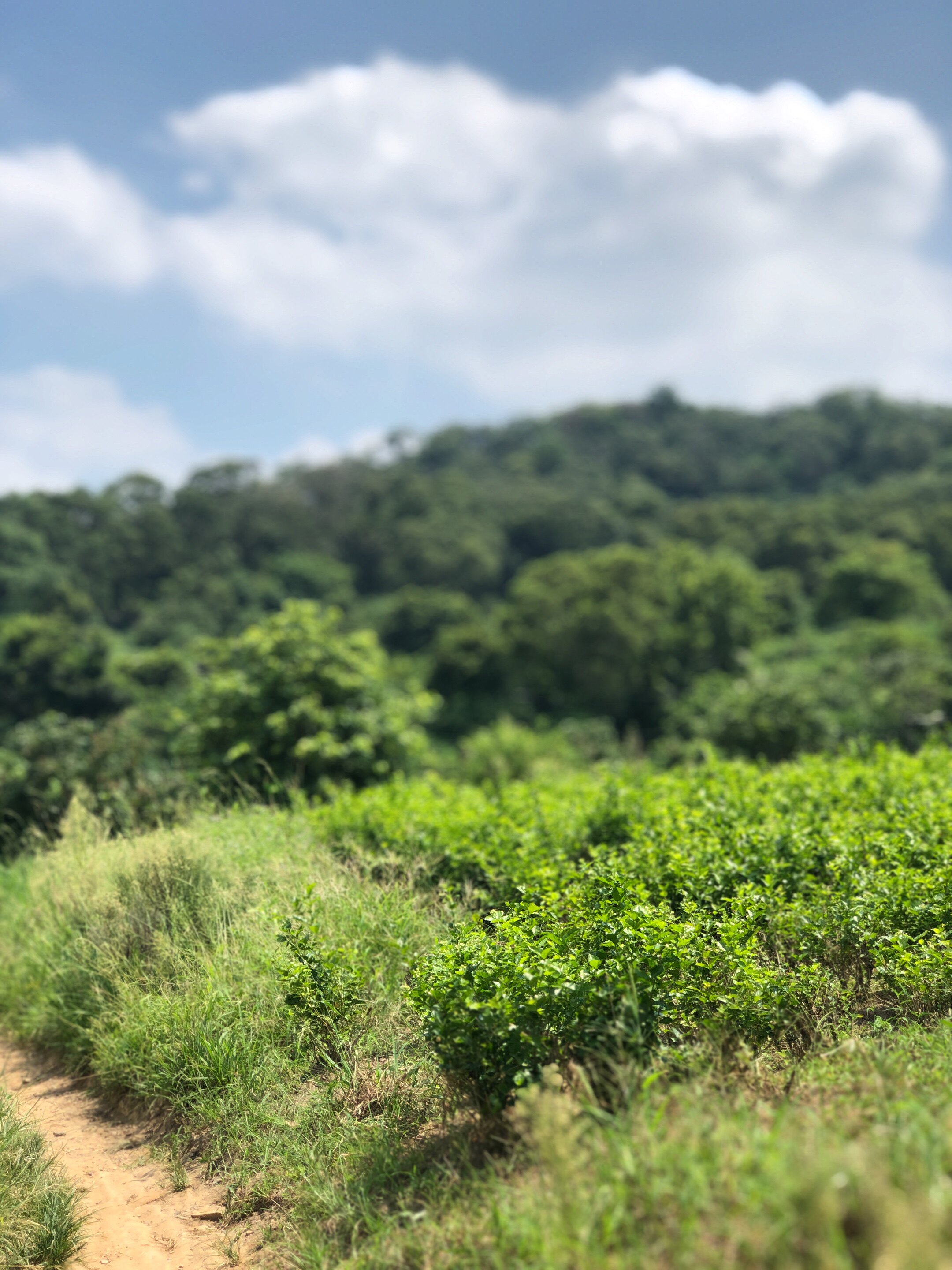 云茗堂 清茗雅器