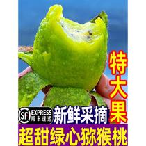Xu Xiang Kiwi Fresh SF Freshly Picked Green Heart Kiwi Extra Large Fruit Seasonal Fruit Gift Box for Pregnant Women