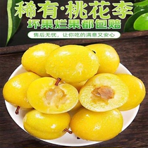 (Sweet) Authentic pure sweet rock sugar plums 5 pounds of fresh Sichuan bee sugar plums peach blossom honey plum golden plums