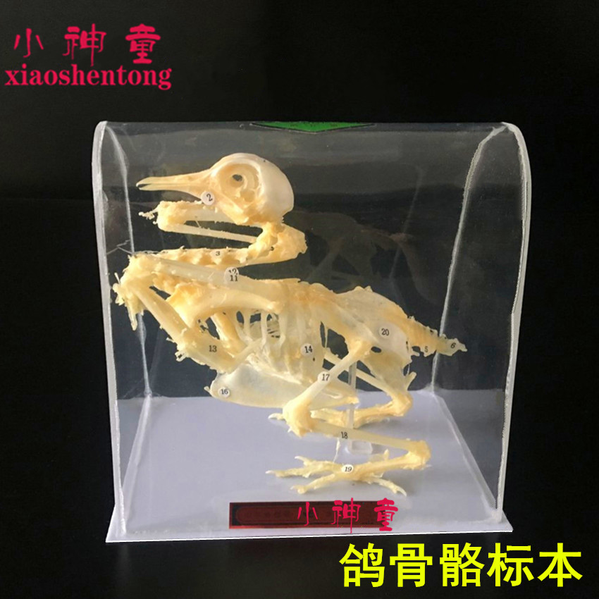鸽骨骼标本 J43109 生物标本 生物鸽子骨架模型 教学仪器