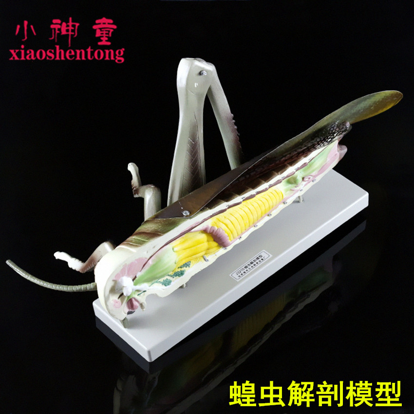 蝗虫解剖模型 初中 高中 生物实验器材 中学 教学仪器