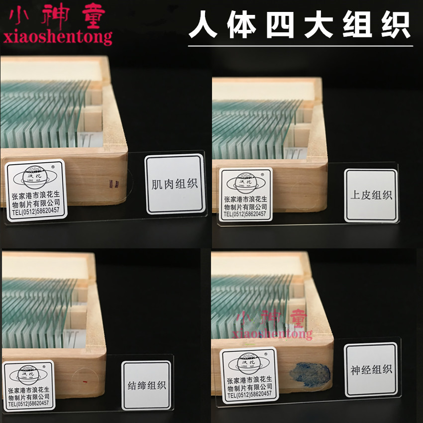 人体四大组织 结缔 上皮 肌肉 神经组织浪花牌 切片涂片 教学仪器