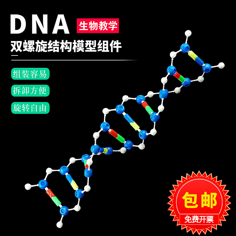 DNA双螺旋结构模型组件J3242 高中生物 实验器材教学仪器学具教具