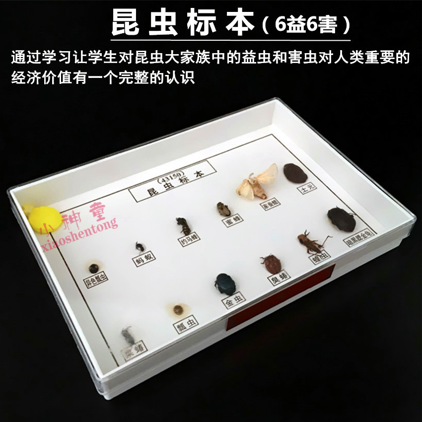 昆虫标本 6益6害 小学科学配套科普 生物仪器教学仪器 幼儿园教具