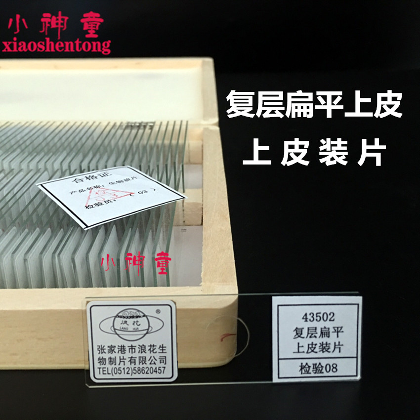 43502复层扁平上皮装片 初高中生物全套切片张家港浪花牌原厂切片
