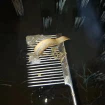 Boutique catch loach needle loach catch eel iron tool Good fish comb loach tie iron comb Big loach tie