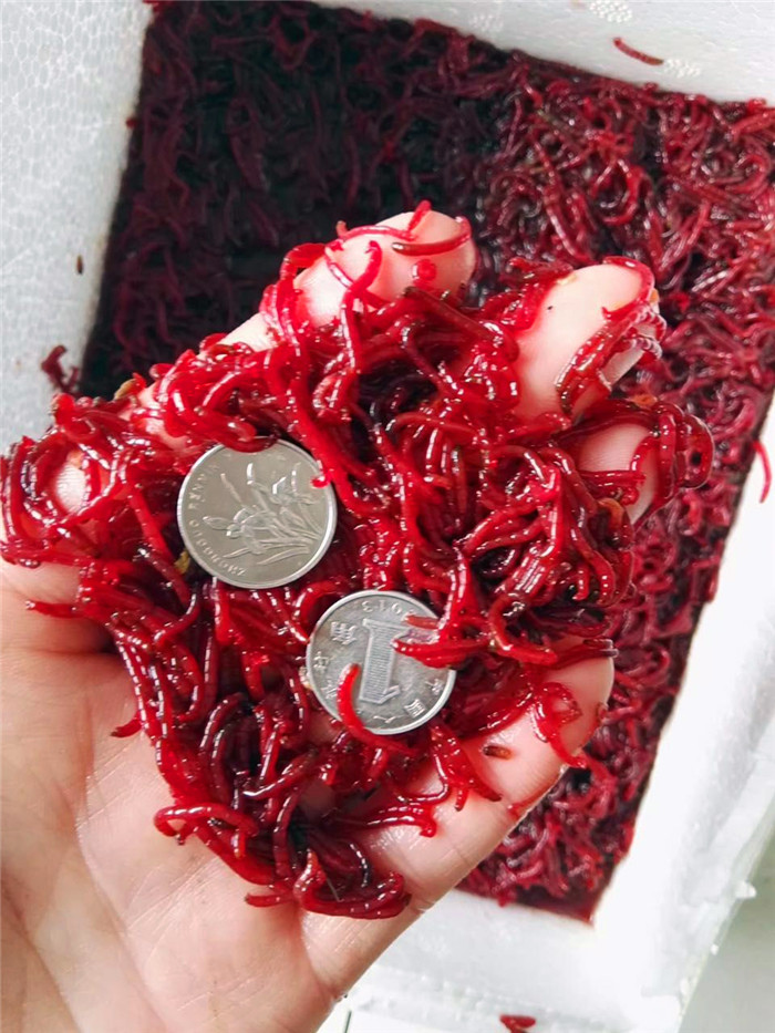 Frozen Frozen Red Worm Frozen Barebug Bounces Shrimp Burger Bran Shrimp Water Flea Parrot Rohan Seven Colorful Goldfish Red Dragon Food