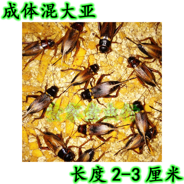 Oil gourd crickets Live insects Cultured black crickets Bird insects Edible crickets Climbing pets Live food Non-bucket crickets