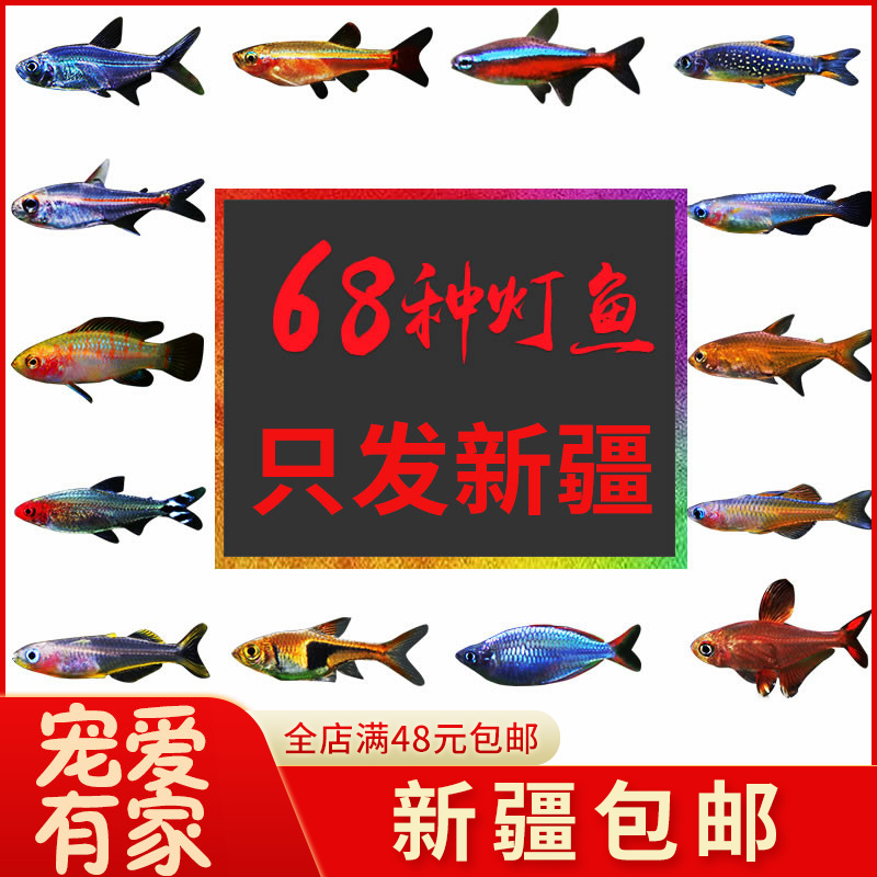Tropical ornamental live small fish Good raising Pauline Lights Freshwater goldfish Miao Qingdolfo Peacock Small Traffic Light Section