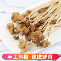Shiyu tea tree mushroom dried goods fresh without opening an umbrella and cutting feet Gutian tea tree mushroom farm non-smoked sulfur mushroom specialty 250g