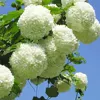 Товары от 江苏茂芳花卉园艺有限公司