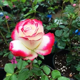 Розовые саженцы, большие цветы, герцог Монако четыре сезона.