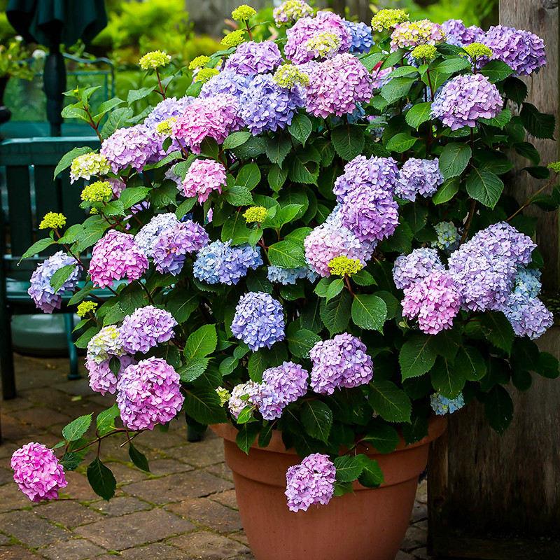 Sichuan Chengdu hydrangea seedlings potted four seasons flowering endless summer big flowers outdoor garden flowers potted flowers belt