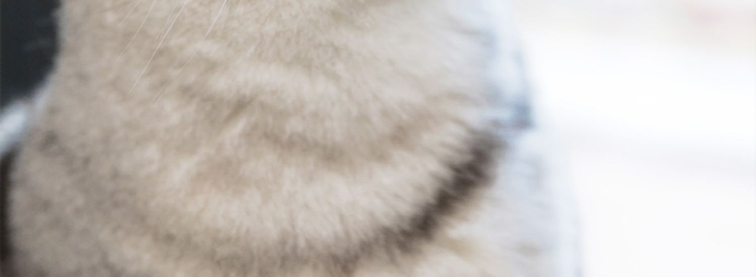 Hairball Hoàng gia Anh Downyball Cat Rice Làm đẹp tự chế Anh ngắn Thực phẩm tự nhiên ngắn Mèo Thực phẩm tươi Thực phẩm tươi Mèo lớn và vừa - Cat Staples thức ăn cho mèo royal canin