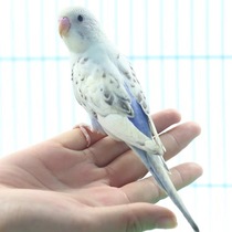  Beijing bird live budgerigar live bird hand-raised pet ornamental bird live couple cloud spot talking bird food