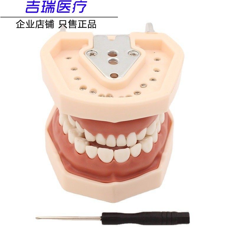口腔牙科牙齿模型备牙练习28颗牙模可拆缷替换仿真树脂离体牙支架