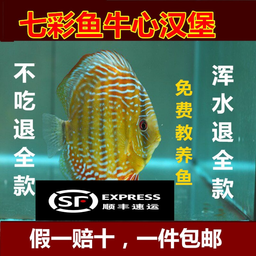 Seven Colorful Gods Fairy's Bull Hearts Burger Homemade Egyptian Fish Food Quarantine Drug Burg Add to the Ornamental Fish Food