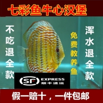 Colorful angelfish beef heart burger homemade Egyptian fish food quarantine medicine castle color feed ornamental fish food