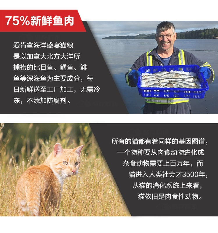 Ai Ken lấy thức ăn cho mèo để thử ăn một mẫu gấu trúc cá biển sâu vào một túi nhỏ mẫu mèo gói kinh nghiệm thay đồ 40g - Cat Staples