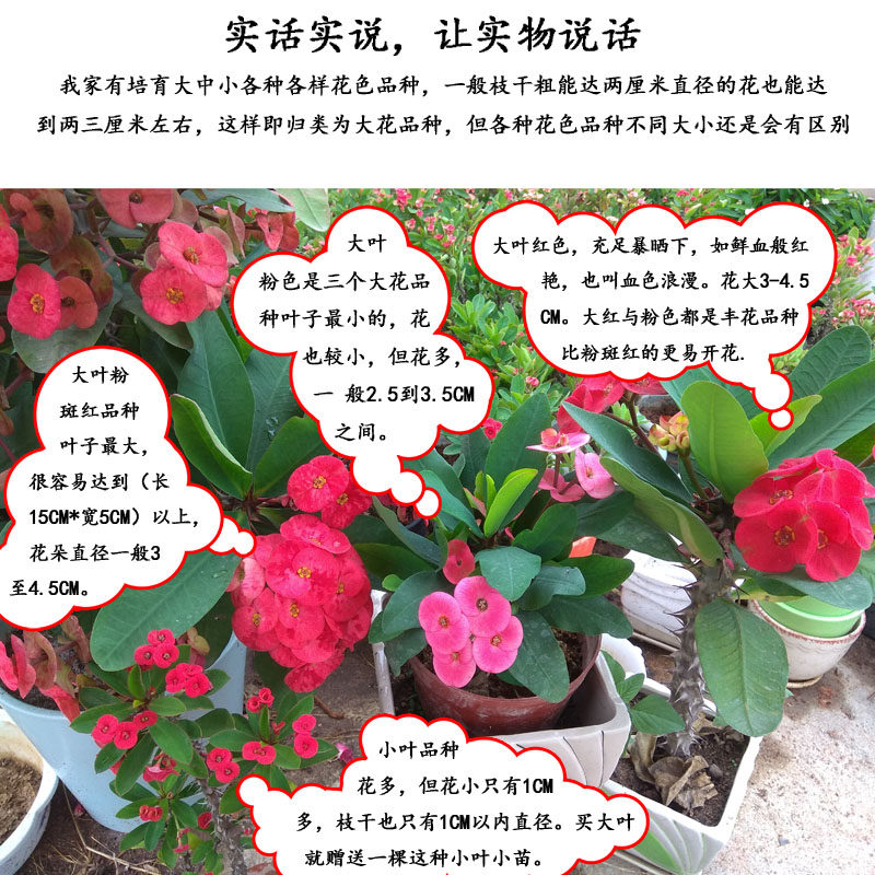 稀有新品种粉色大叶虎刺梅盆栽带花好养四季常年开花铁海棠麒麟花