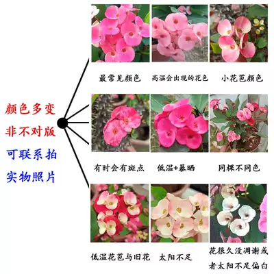 稀有新品种粉色大叶虎刺梅盆栽带花好养四季常年开花铁海棠麒麟花