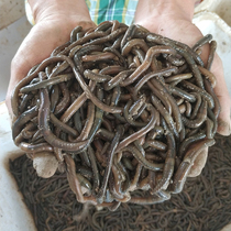 Black earthworm fresh soil earthworm live bait live autumn lead Qiu Fenqing fishing mound wild bulk live eel