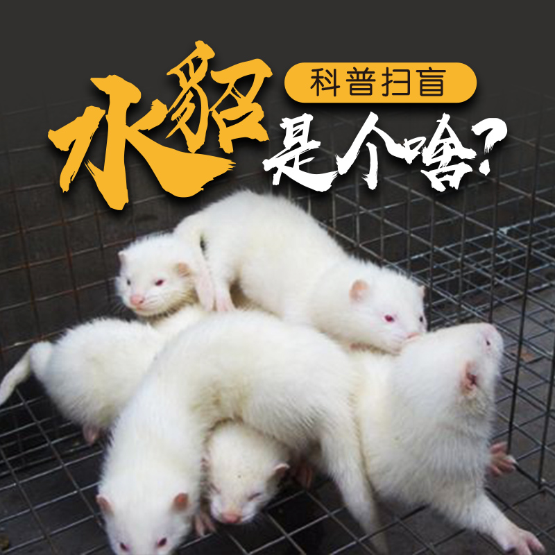 Tikyin Sawbaby Feret Feret Feret Feret Cub Violent Violence Without Defense and Bite Blood Bag