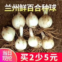 Gansu Lanzhou fresh edible sweet lily seed lily seed lily seed ball flower with root seedling 500g Lily seed