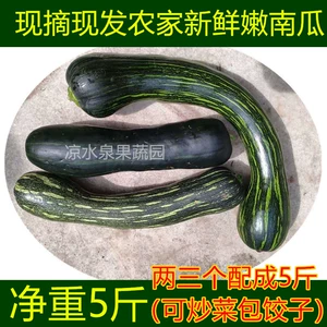 [新鲜嫩南瓜嫩倭瓜小窝瓜北方现摘青绿花皮长南瓜农家包饺子蔬菜]