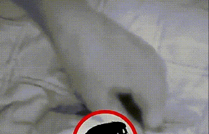 8.gif/