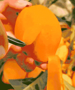 29.gif