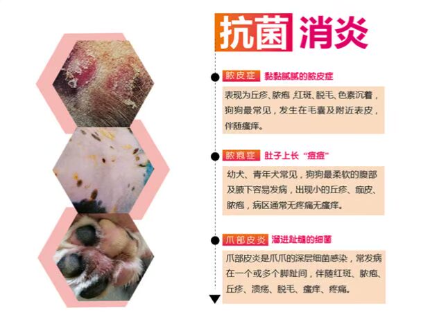 Mới xịt thuốc chữa bệnh da mèo và chó mèo - Cat / Dog Medical Supplies kim tiêm thuốc thú y	