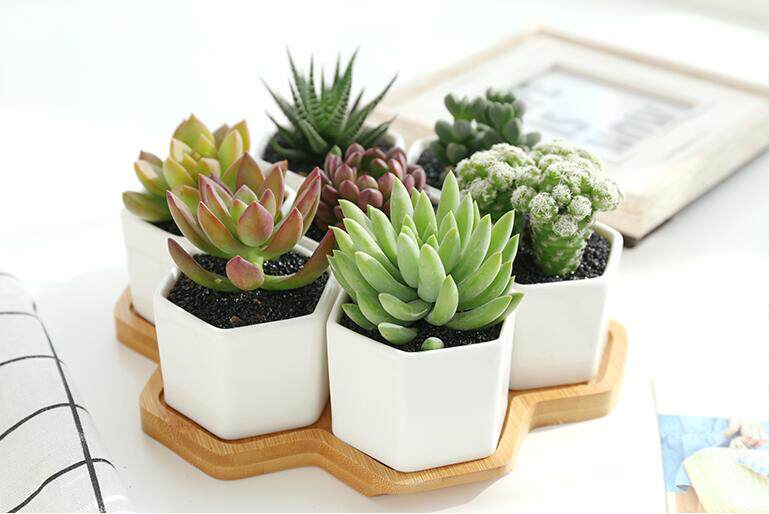 多肉長得歪瓜裂棗 新手可以這樣避免 淘寶海外