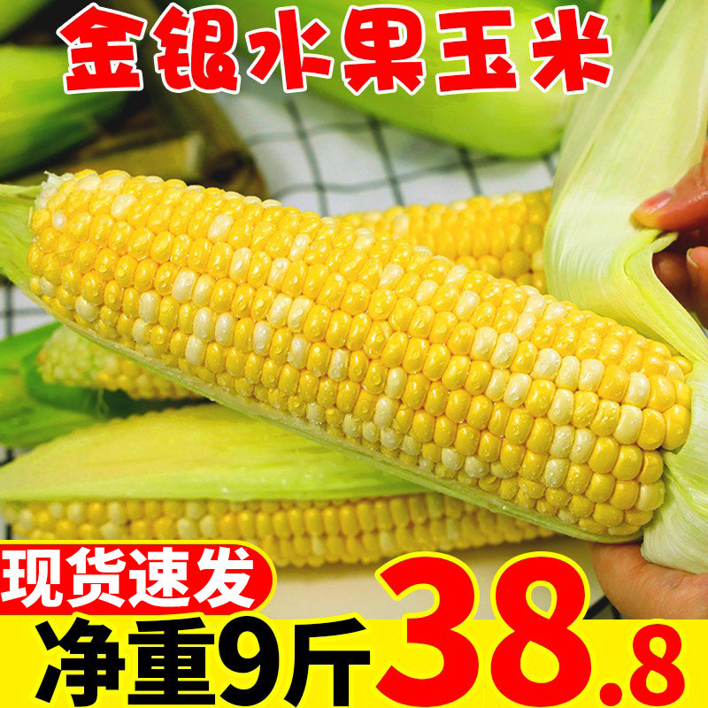 Yunnan gold and silver fruit corn 10 catty fresh when the season sweet corn vegetable glutinous rice should be eaten with a burst paste in the whole box