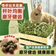 Timothy grass hay drying rabbit grass chinchilla guinea pig grass rabbit grain section rabbit feed rabbit edible grass