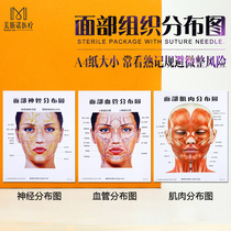 Facial tissue distribution map Neurovascular muscles Three sets of cosmetic micro-plastic surgery Reference auxiliary plots