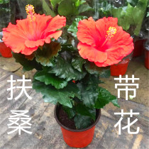 Fuso flowerpot planting double petals with flowers Indoor balcony four seasons flowering green planting Good feed with buds Drought resistance