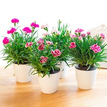 Carnation Potted plant Flower Balcony Indoor with flower buds Four seasons blooming constantly Mothers Day teacher gift 