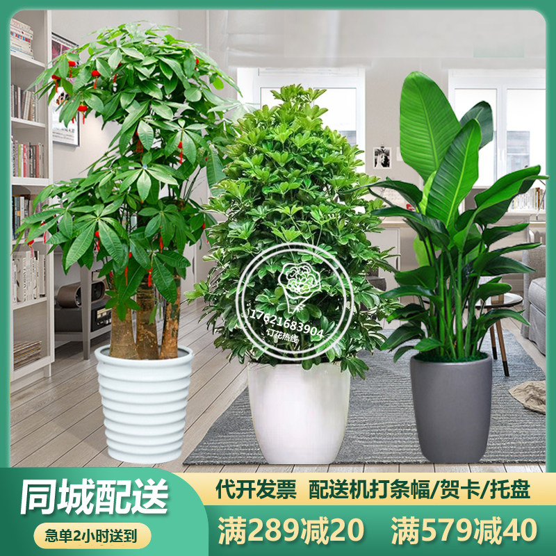 Qingdao Fortune Tree Large Green Plant Potted Living Room Office Opening Housewarming New Home Flower Gift Same City Express