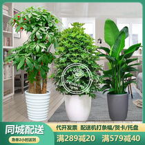 Qingdao Fortune Tree Large Green Plant Potted Living Room Office Opening Housewarming New Home Flower Gift Same City Express