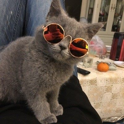 The Pet glases Sunglases dog SUNGLASSES PET PET ACCESSORIES