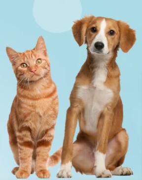 猫狗庄园