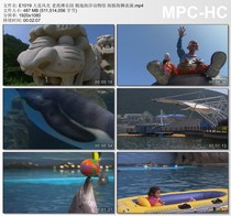 Dalian scenery Tiger Beach Paradise Polar Ocean Animal Museum Dolphin sea Lion performance HD real shot video footage