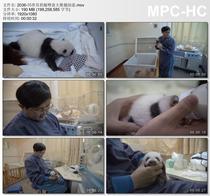 Breeder bottle feeding giant panda cub live video footage