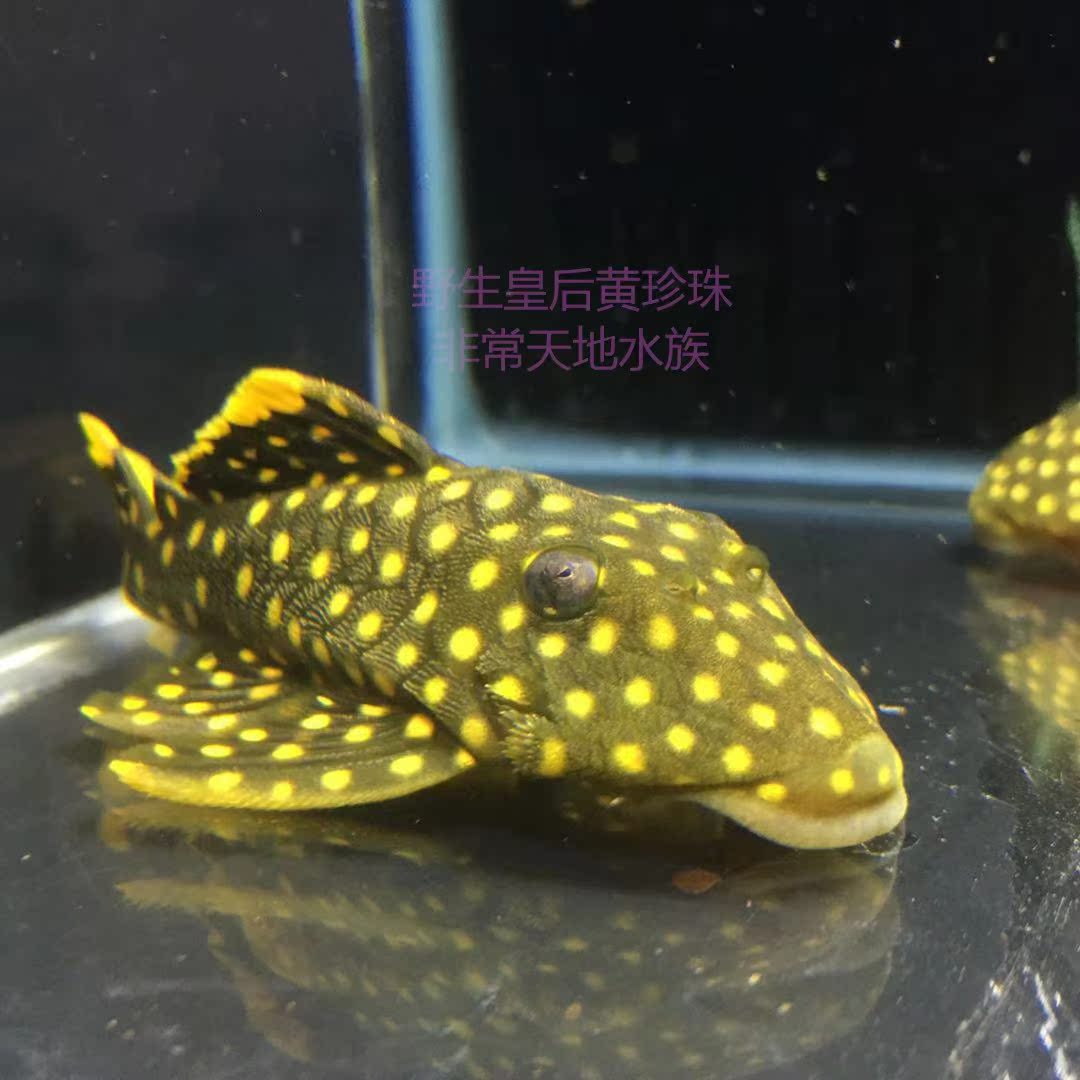 L177 野生皇后黄珍珠异形鱼l018黄翅黄珍珠异形鱼6 10cm