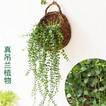 Semi-circular high-end hanging basket flowerpot indoor rattan balcony layout milk tea shop bamboo hand-made wall hanging hanging