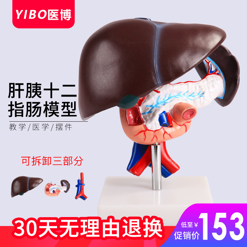 肝脏模型肝脏教具 医学用肝解刨模型 胰 脾 十二指肠胰腺结构模型